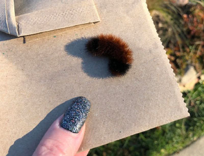 a fuzzy caterpillar on a napkin